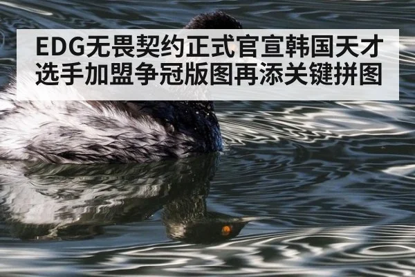 EDG无畏契约正式官宣韩国天才选手加盟争冠版图再添关键拼图